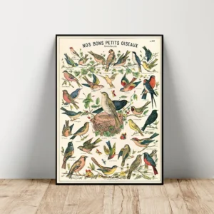 Vintage Natural History Bird Illustration Canvas Art Poster Animal Wall Decor for Home Office or Study Room Cavallini Print