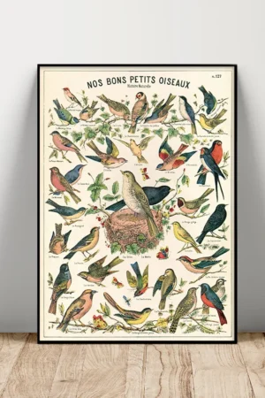 Vintage Natural History Bird Illustration Canvas Art Poster Animal Wall Decor for Home Office or Study Room Cavallini Print
