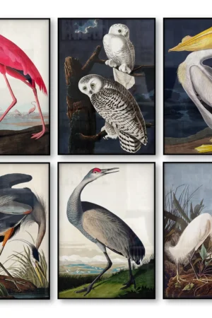 Vintage Bird Canvas Print Audubon Bird Posters Pink Flamingo Snowy Owl Pelican Blue Heron White Egret Canvas Painting Wall Art